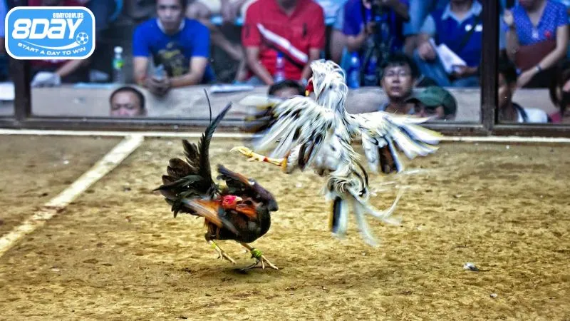 Có 3 cửa cược chính khi xem đá gà tại 8Day