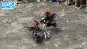 Đá gà bị cấm vì rủi ro cá độ trái phép cao