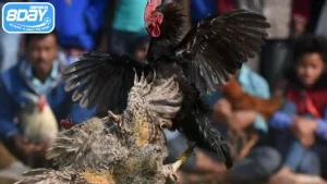 Đá gà Thái là hình thức chọi gà hấp dẫn tại 8Day