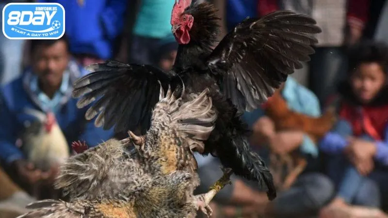 Đá gà Thái là hình thức chọi gà hấp dẫn tại 8Day