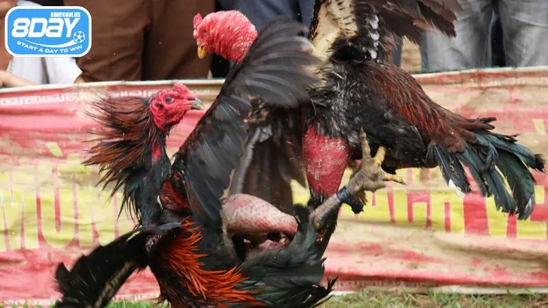 Gà nòi Yên Bái với lối đá nhanh, chính xác và khó đoán