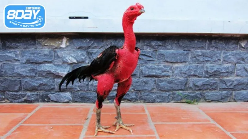 Giống gà Thổ Hà sở hữu những cú đá hiểm hóc