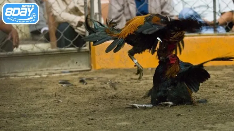 Người chơi cần chọn địa chỉ xem đá gà uy tín