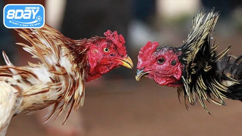 Người chơi nên nắm rõ luật thi đấu chọi gà không cựa