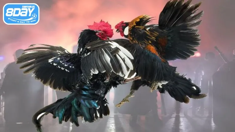 Quan sát chiến kê và trận đấu để đặt cược hiệu quả