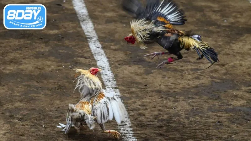 Xem cá cược đá gà trực tuyến an toàn tại nhà cái 8Day